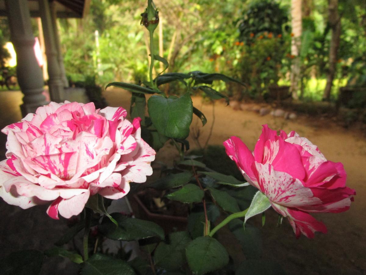Maneesha Guest House Weligama Εξωτερικό φωτογραφία